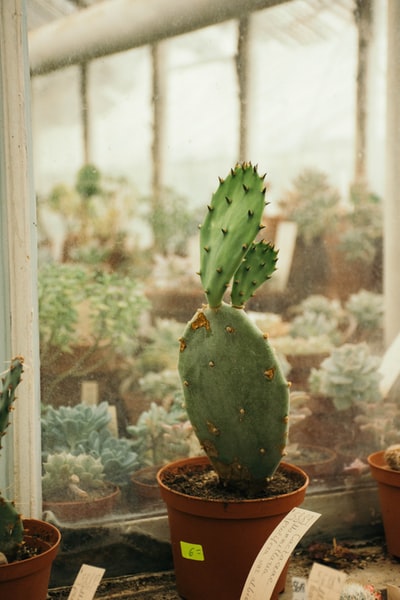 green cactus on brown pot
